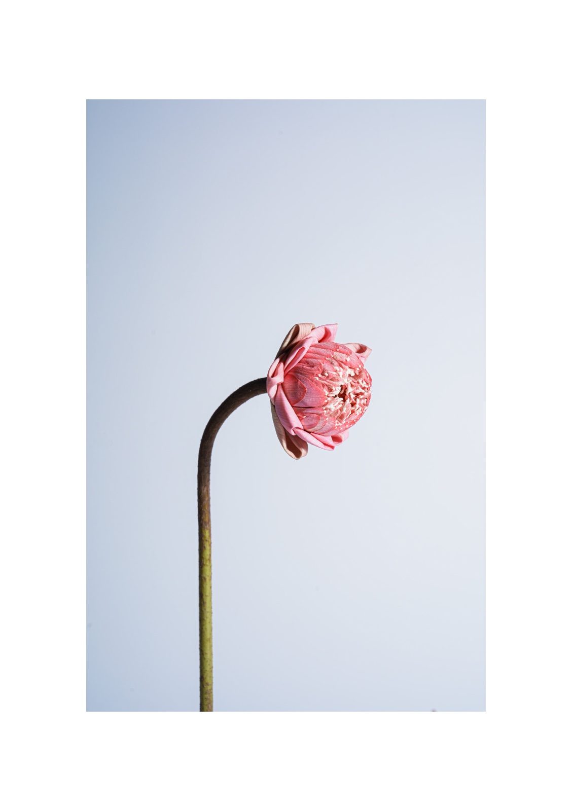 lotus — หน้า 4