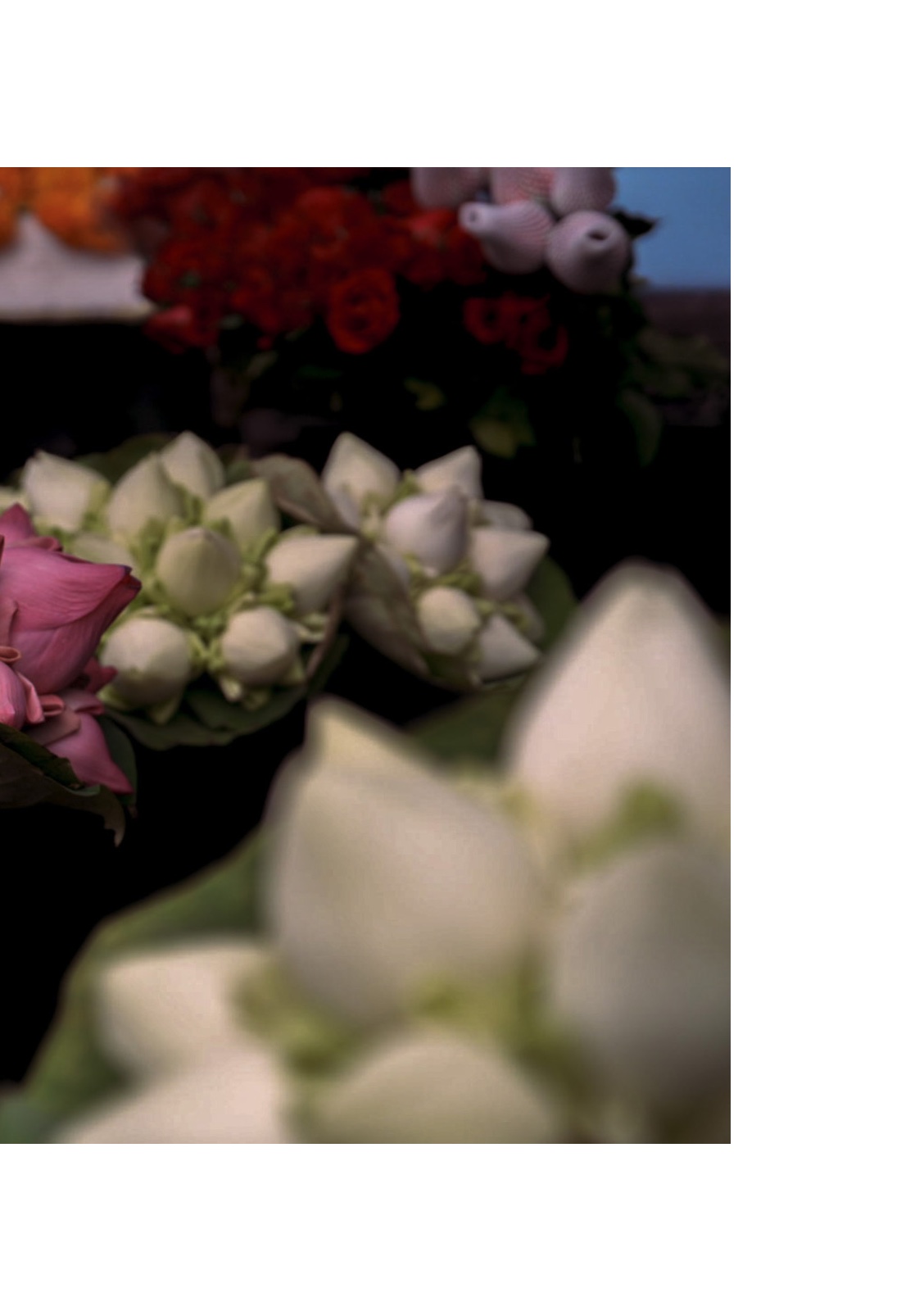 lotus — หน้า 13