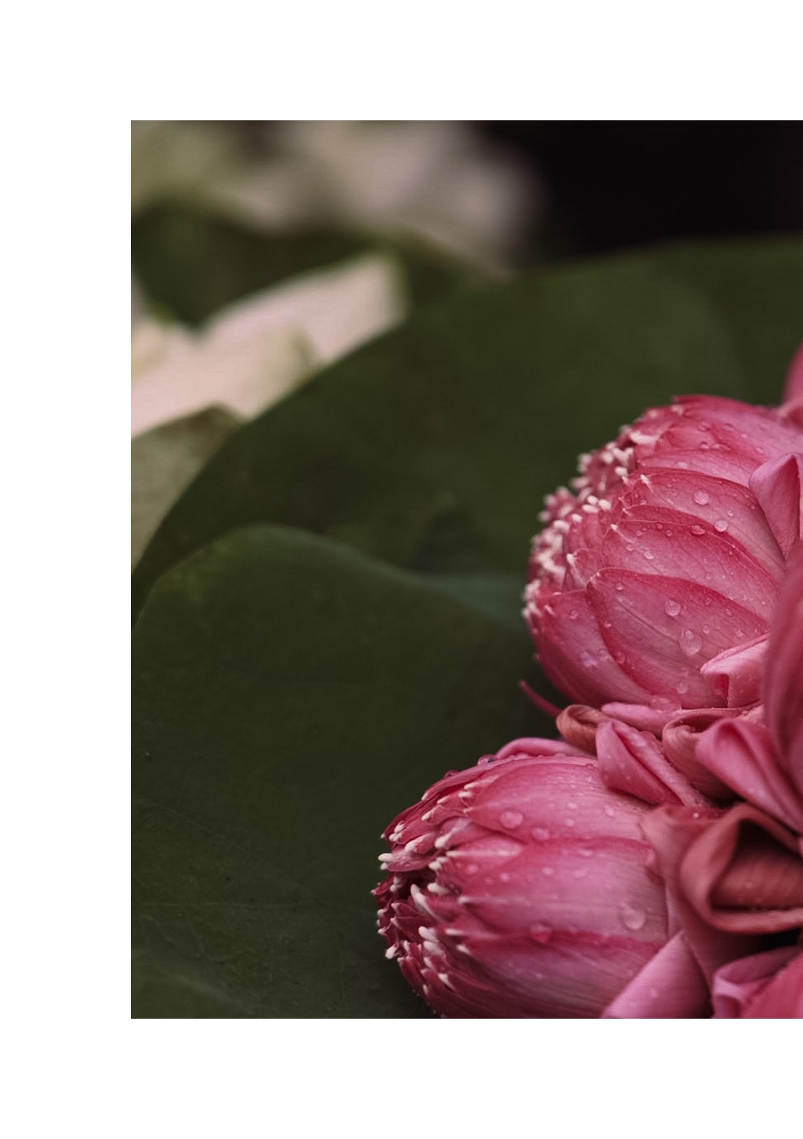 lotus — หน้า 16