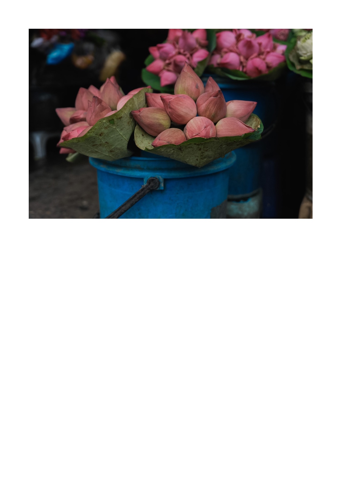 lotus — หน้า 18