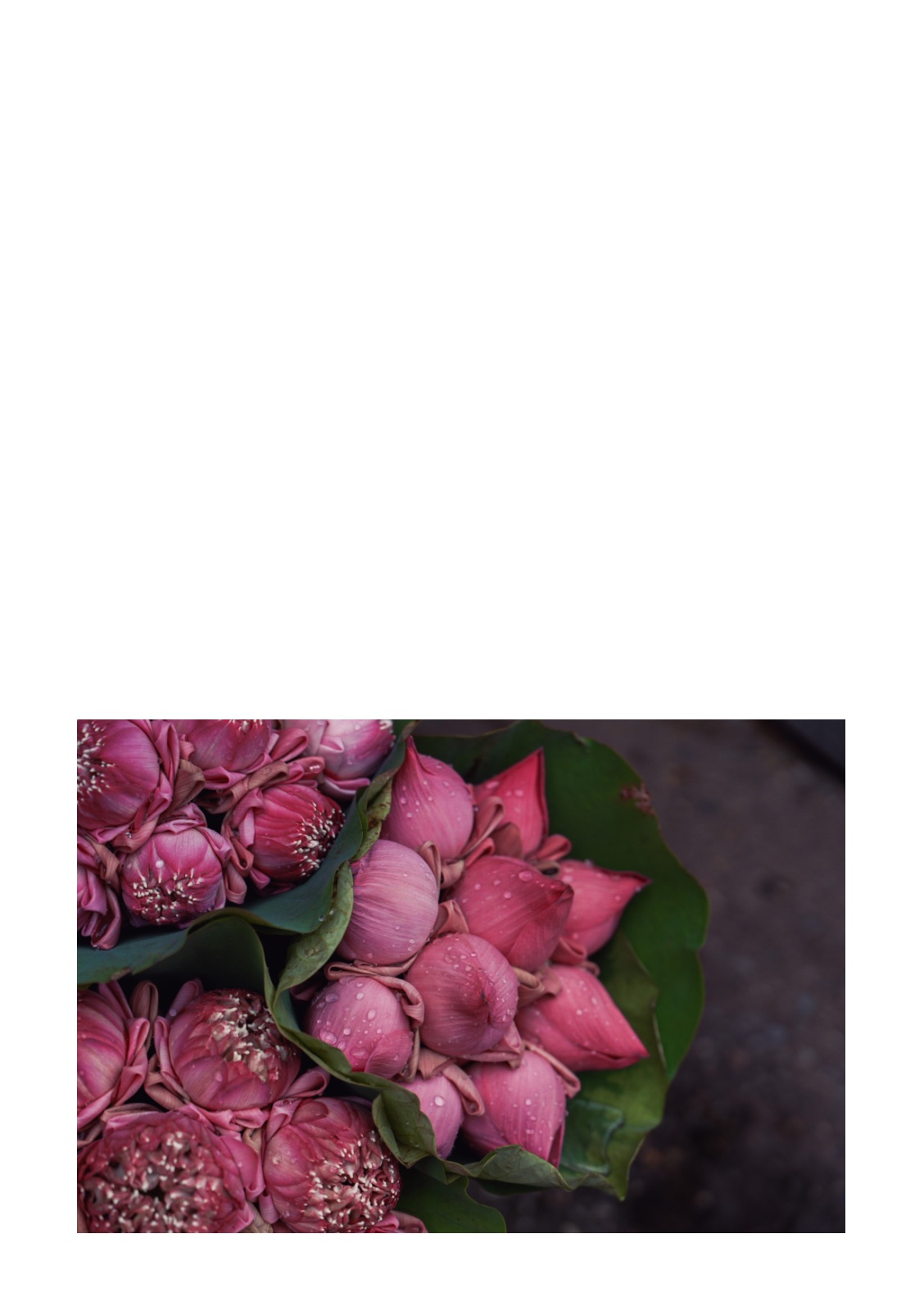 lotus — หน้า 19