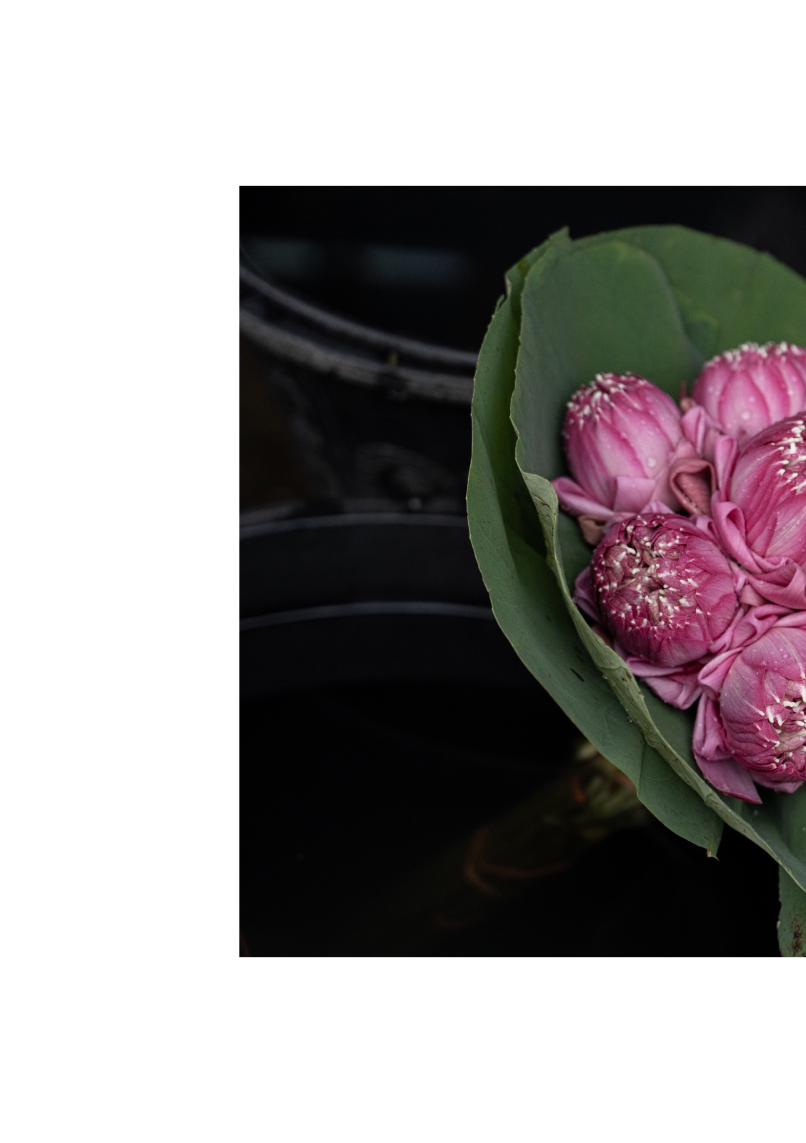 lotus — หน้า 20