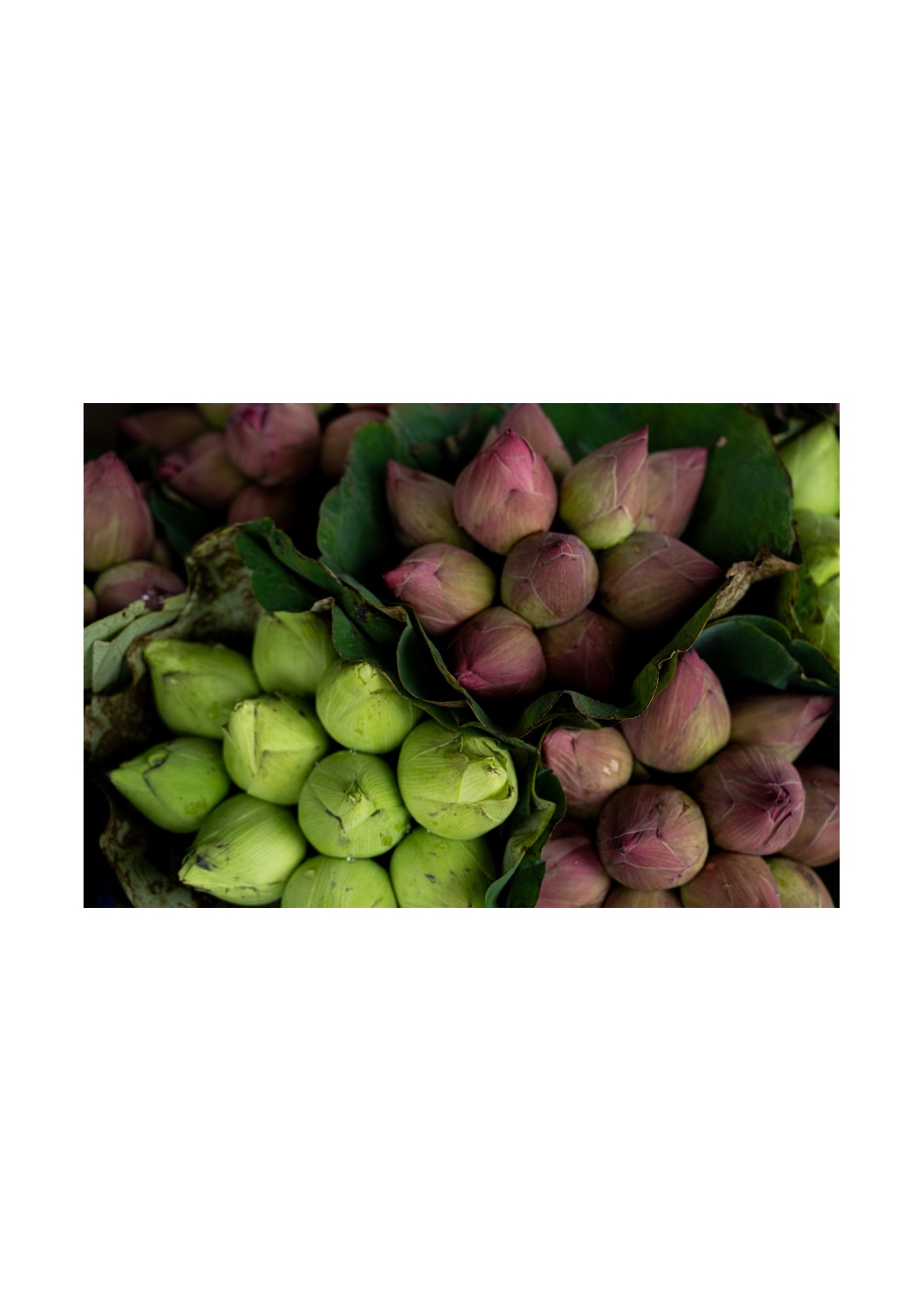 lotus — หน้า 22