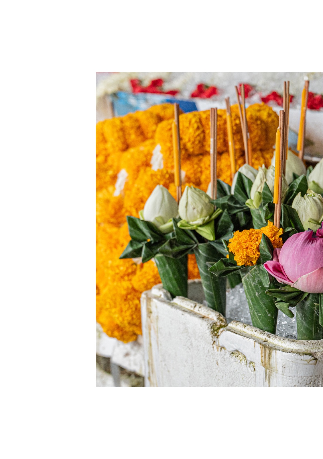 lotus — หน้า 30