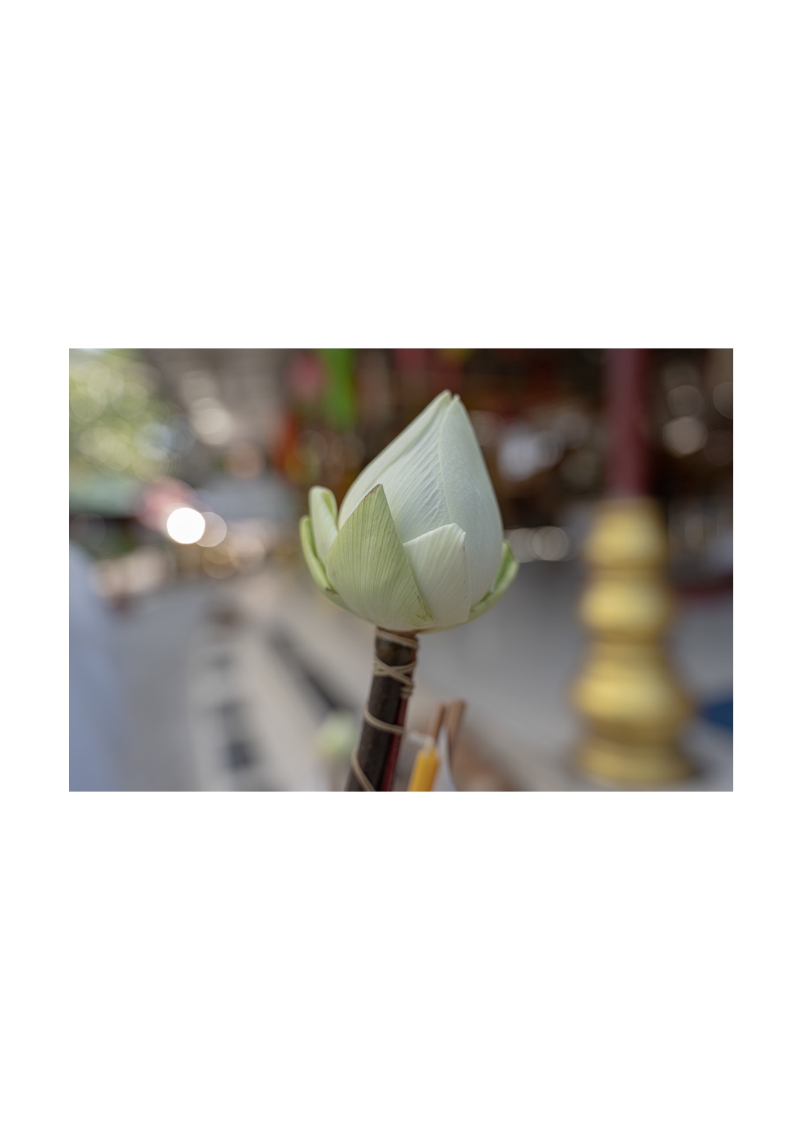 lotus — หน้า 34