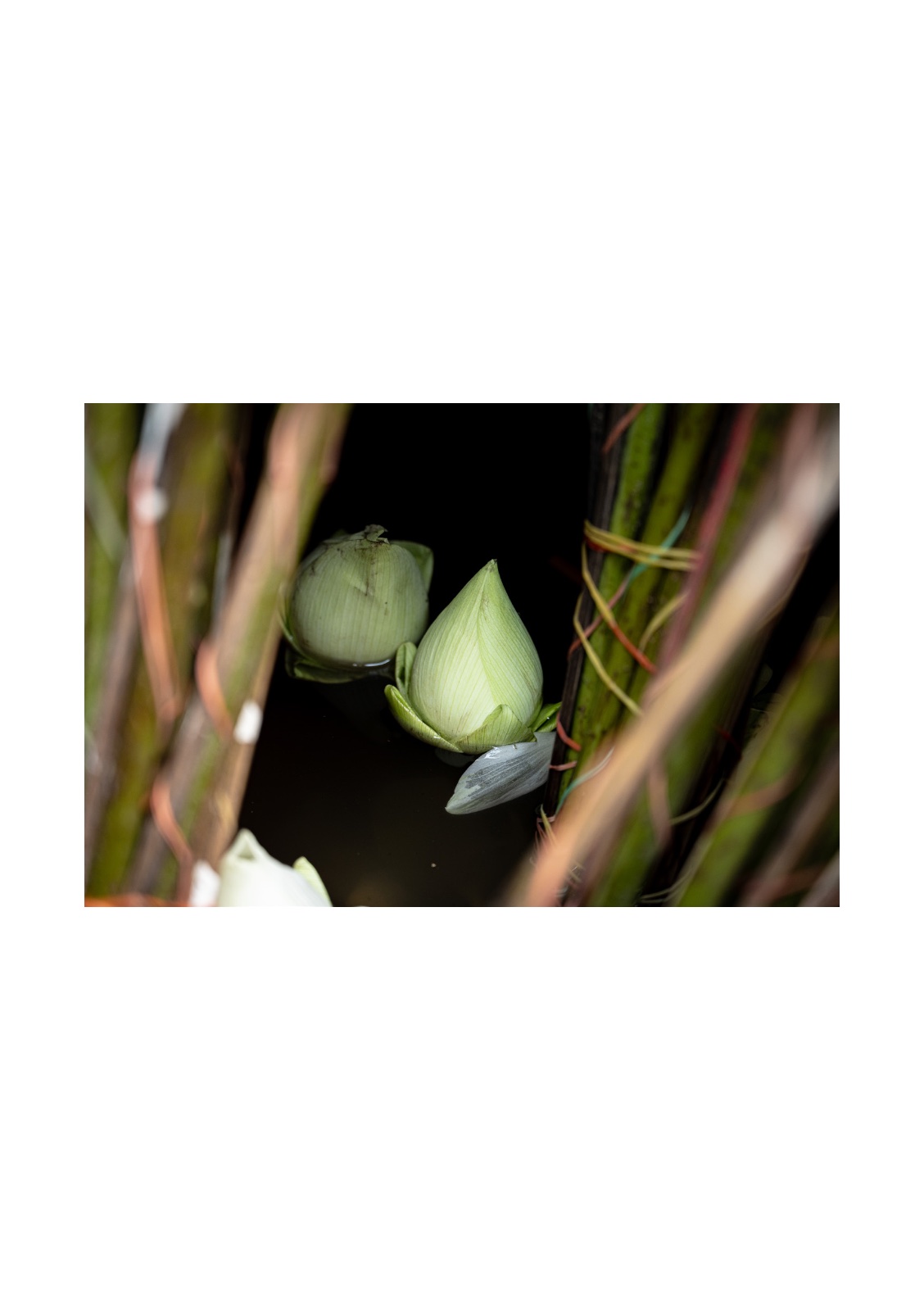 lotus — หน้า 37