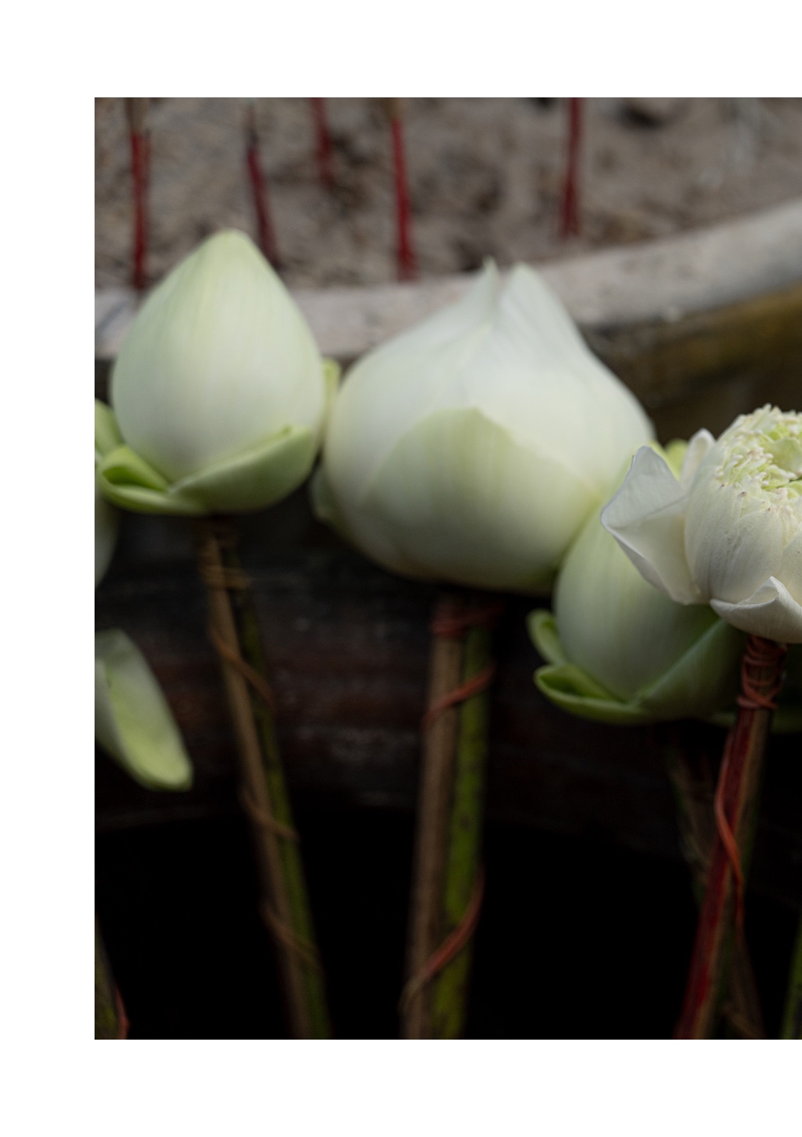 lotus — หน้า 40