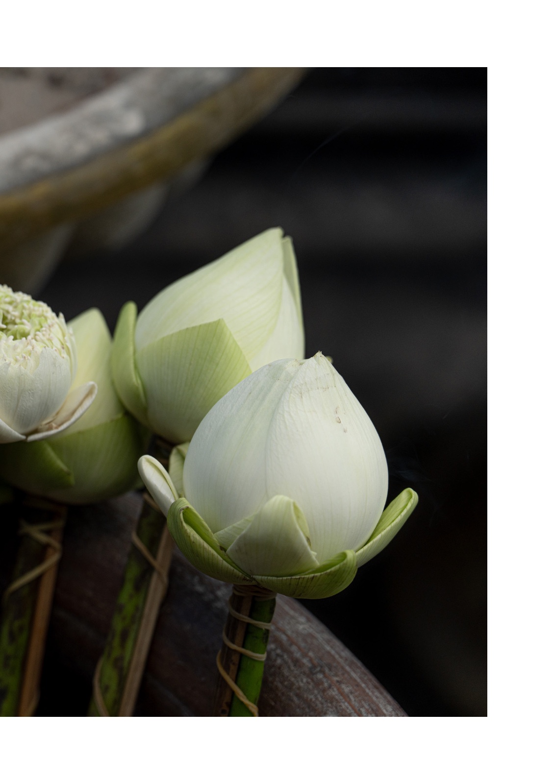 lotus — หน้า 41