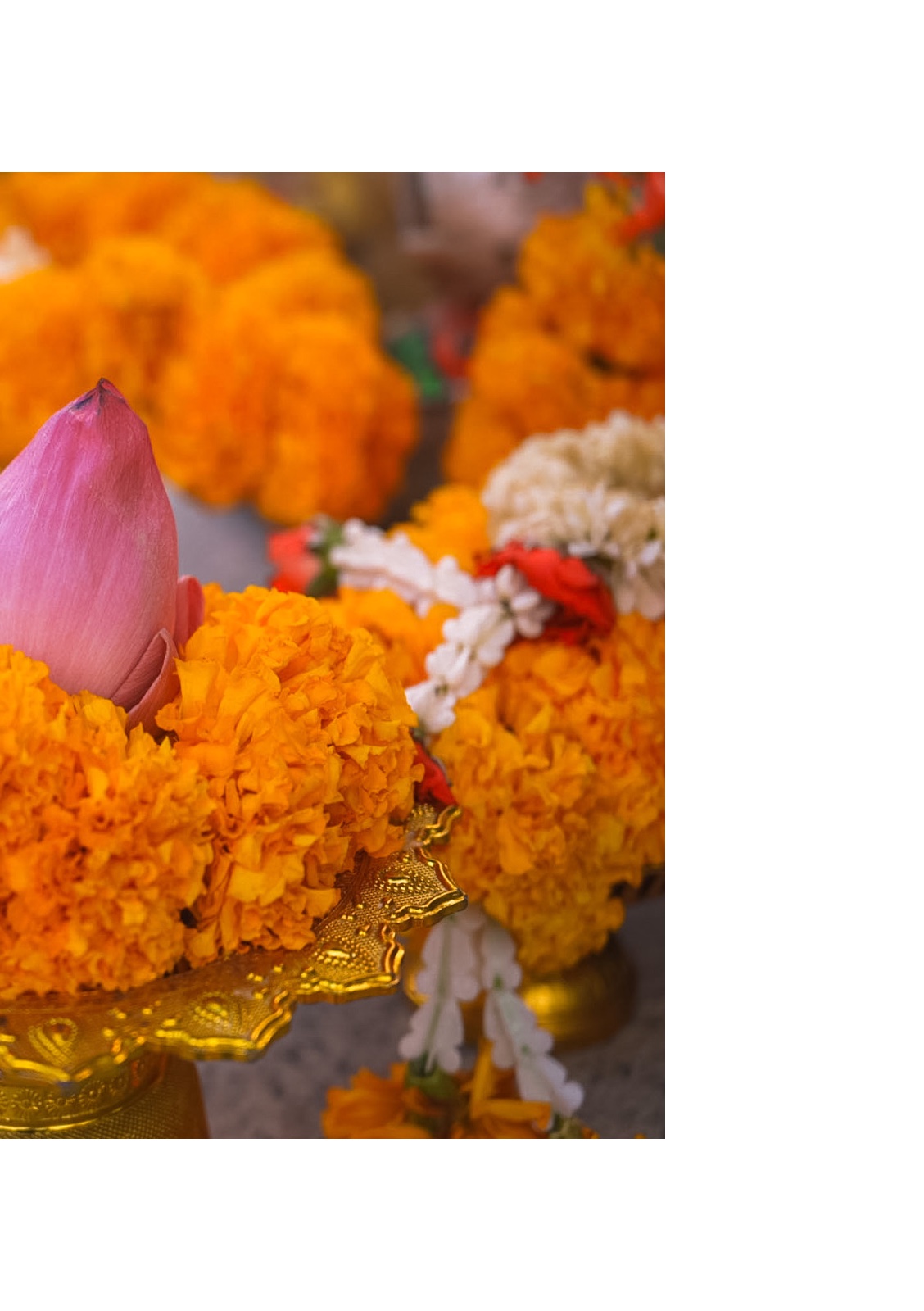 lotus — หน้า 47
