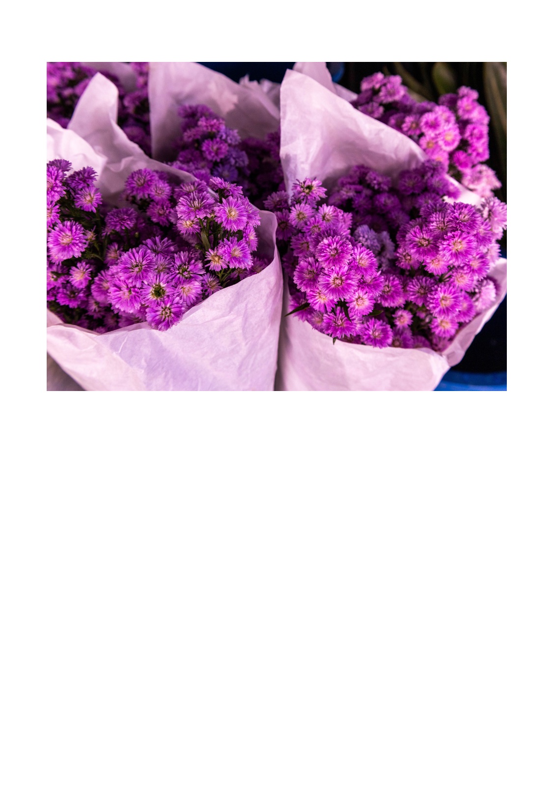 COLOR HUNTING — 第 8 页