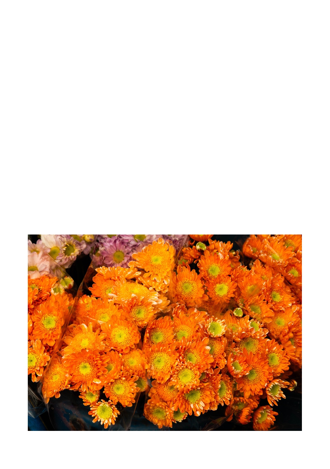 COLOR HUNTING — 第 51 页