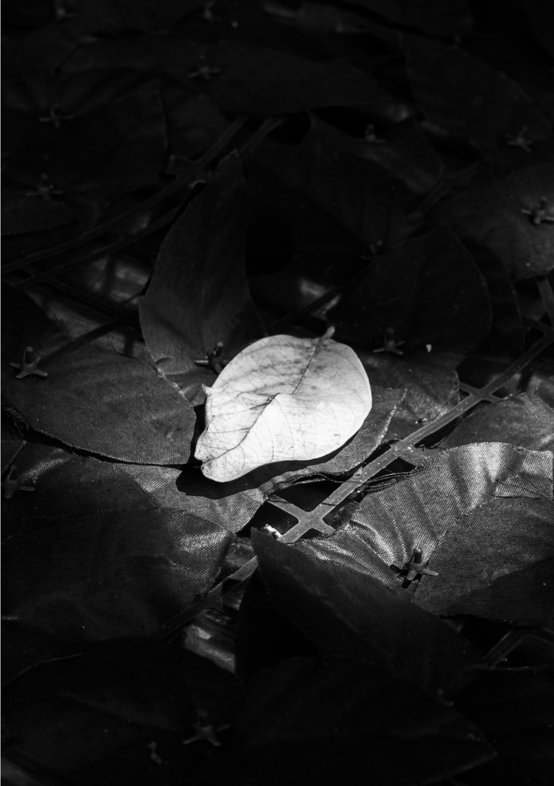 PENUMBRA — หน้า 25