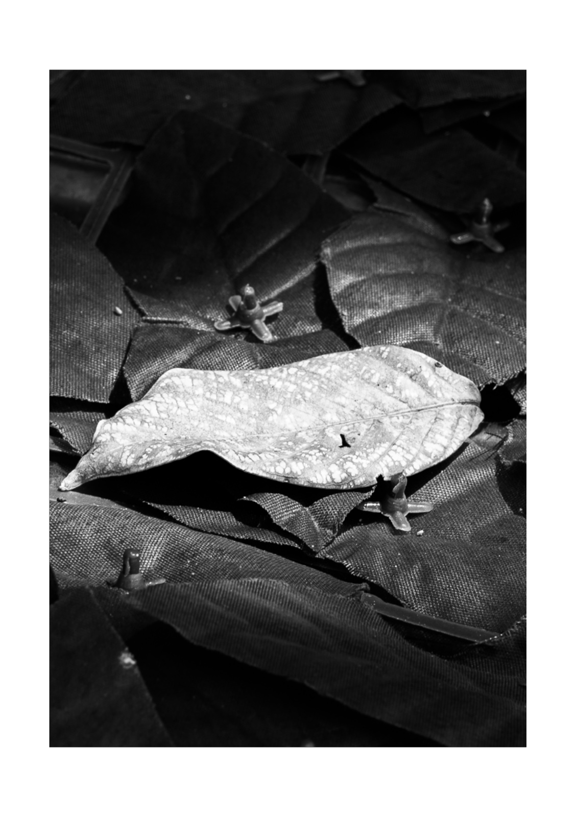 PENUMBRA — หน้า 27