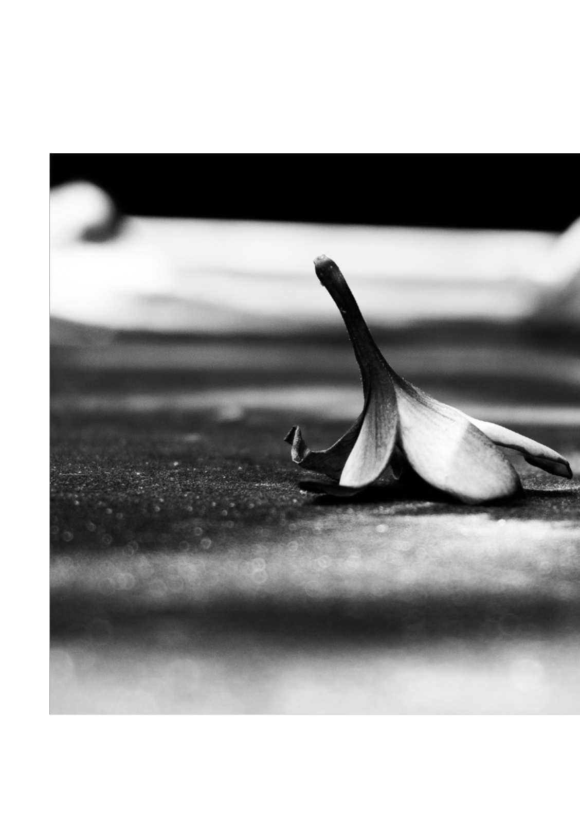 PENUMBRA — หน้า 30