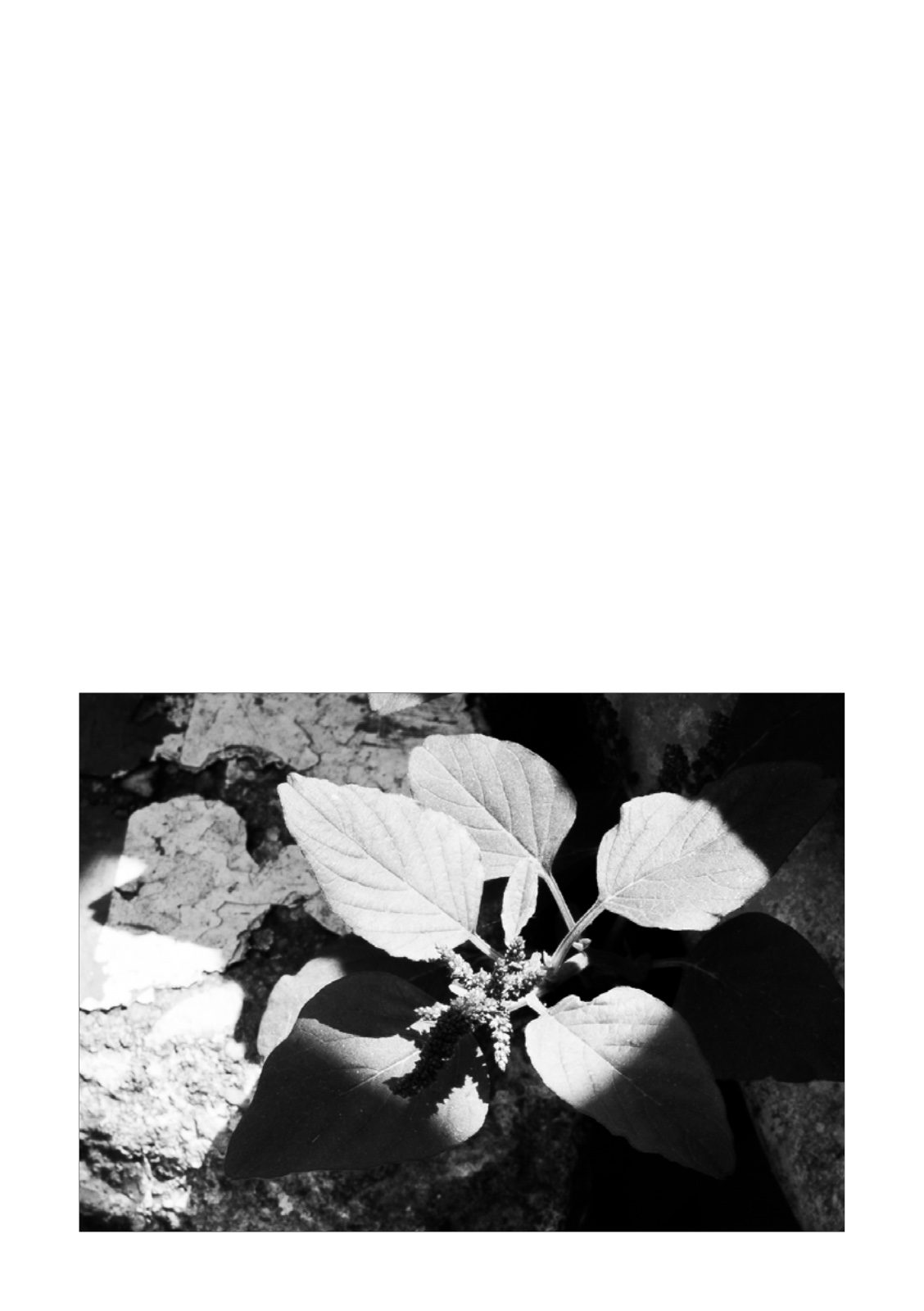 PENUMBRA — หน้า 33