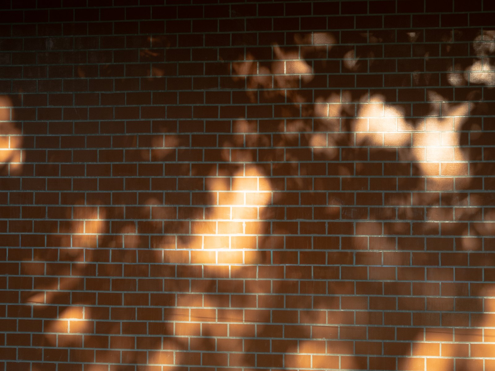Foliage light — Page 4