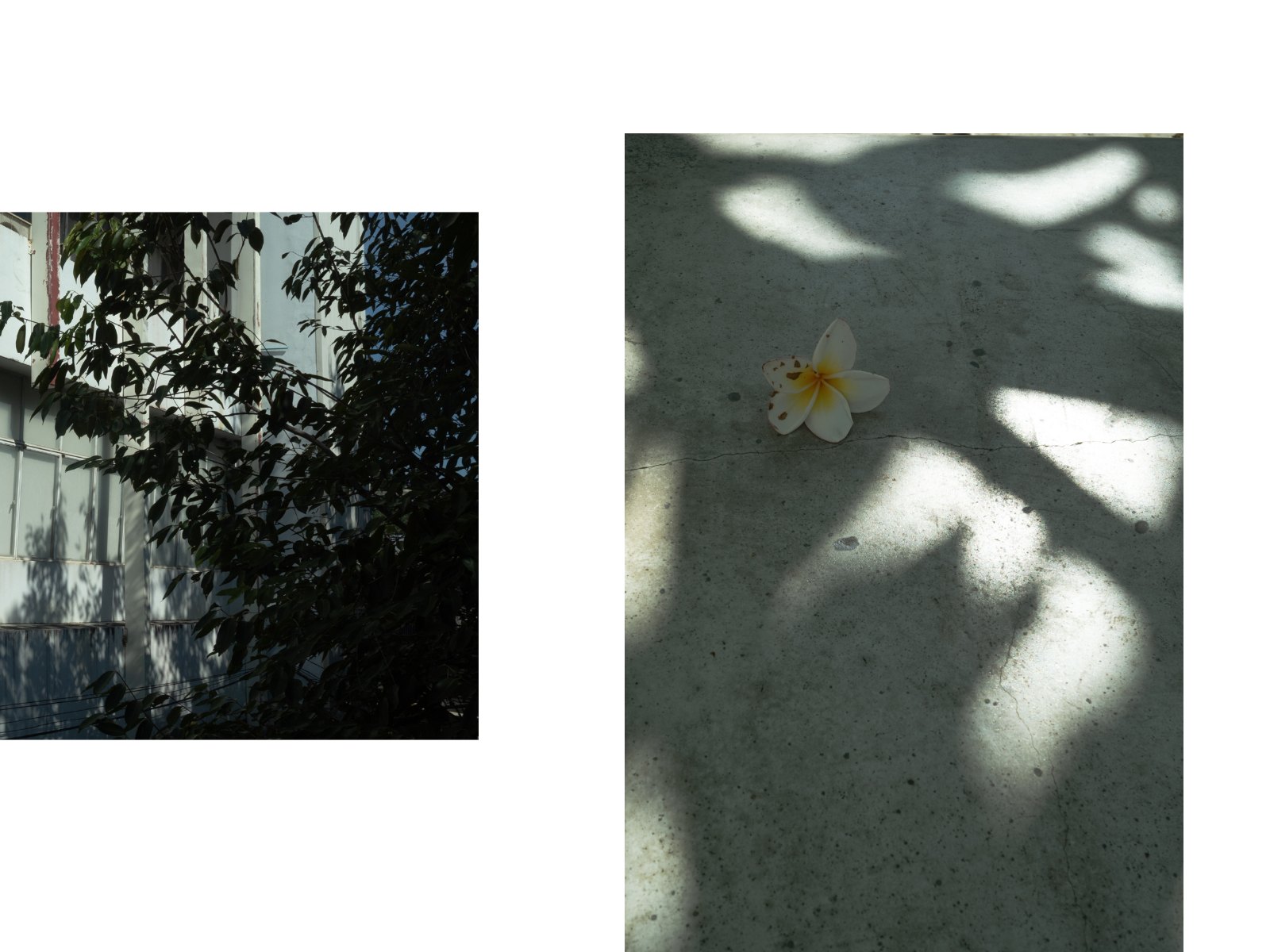 Foliage light — Page 7