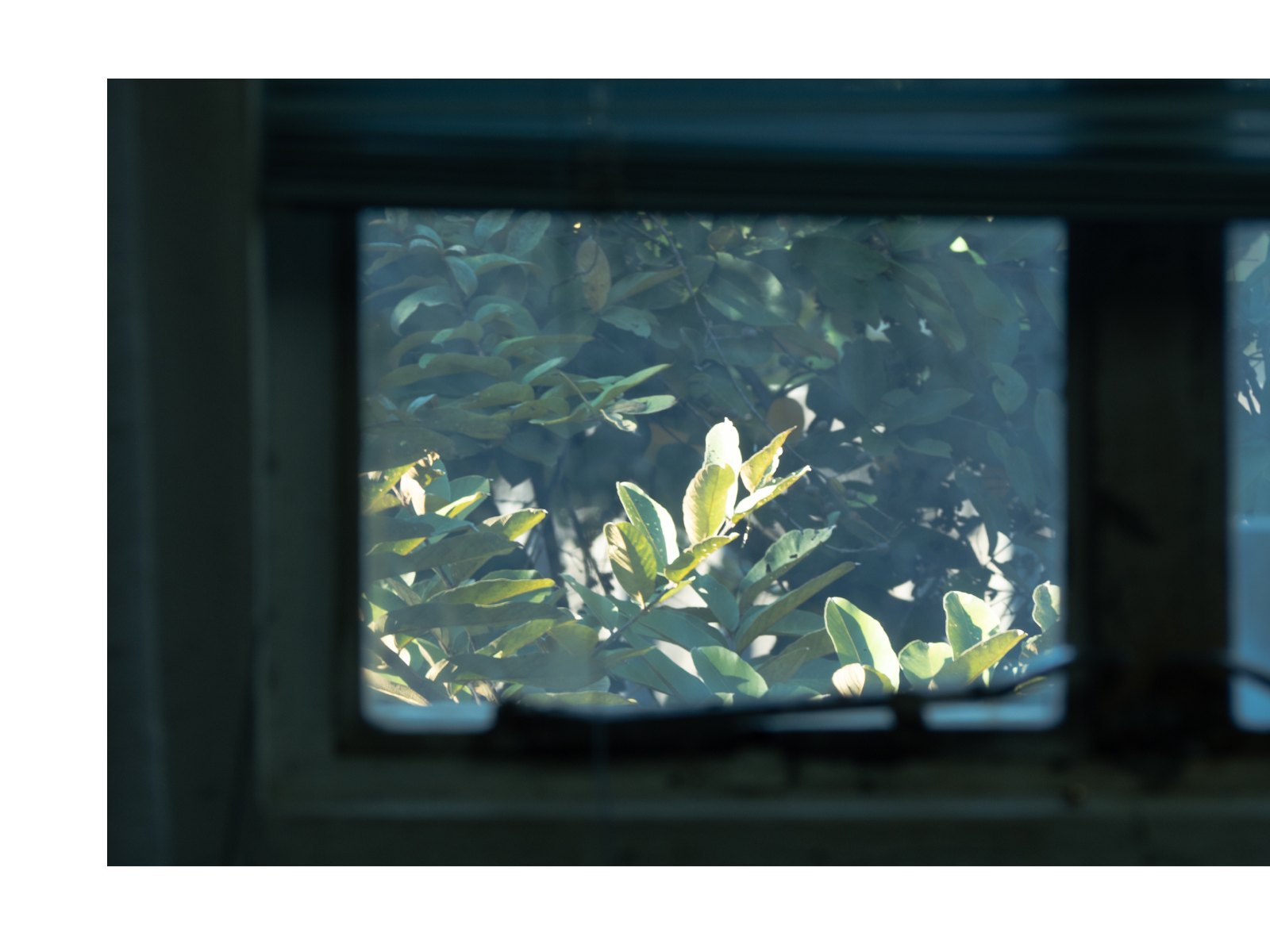 Foliage light — Page 13