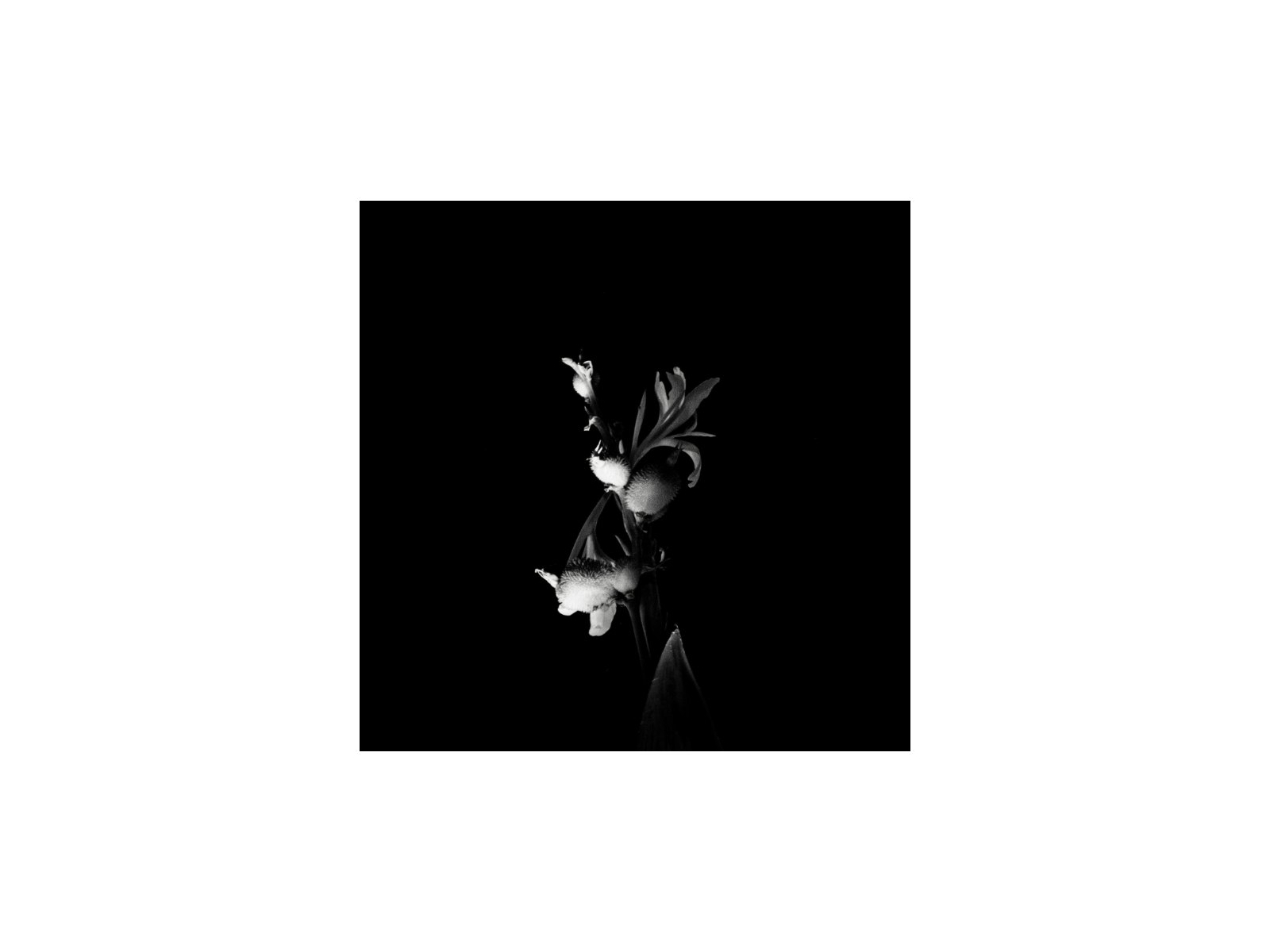 LOOKING FOR — หน้า 35